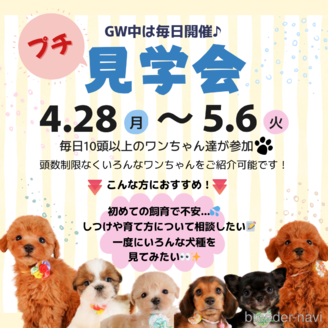 販売中の静岡県のチワワ(ロングコート)-385231の6枚目